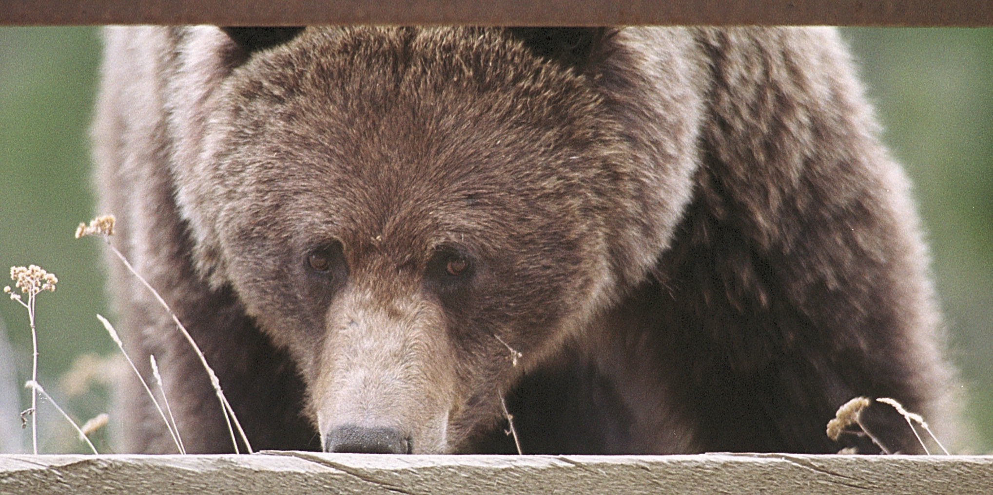 Grizzly bear